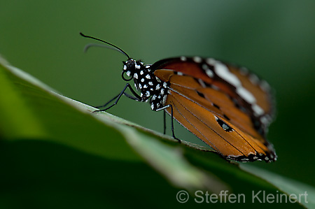 254 Afrikanischer Monarch - Danaus chrysippus